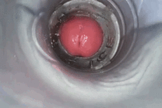 Web kamera manā pežā