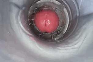 Web kamera manā pežā